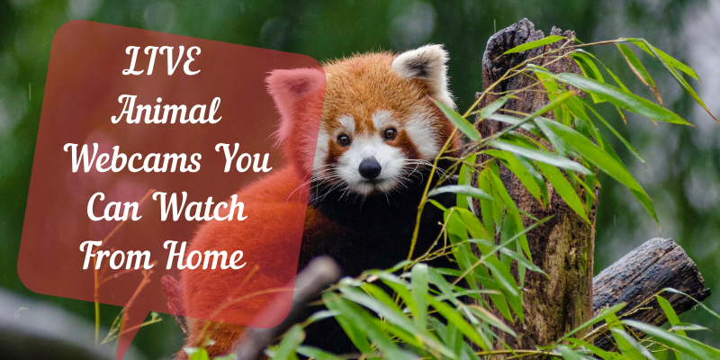 free live wildlife cameras