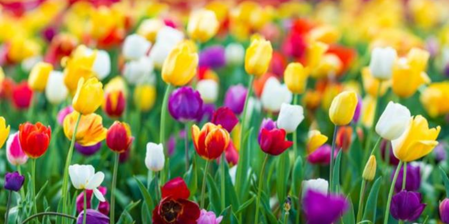 slider image size for carousel (16)